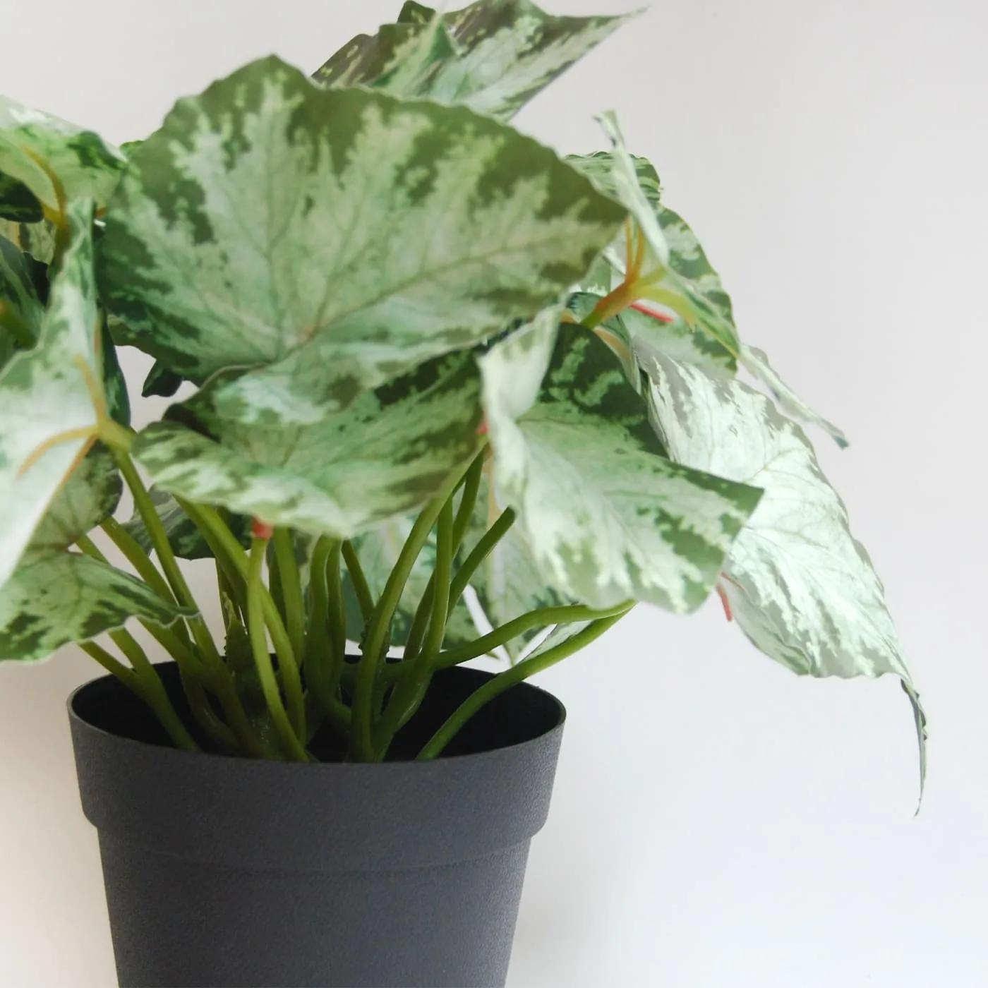 Singonio Variegata