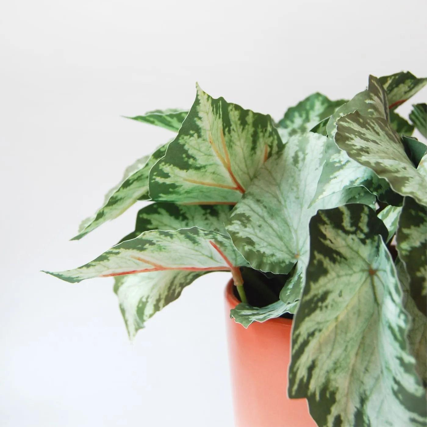 Singonio Variegata